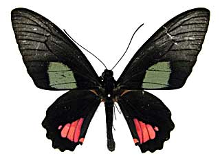 ウェルトゥムヌスマエモンジャコウアゲハ♂表