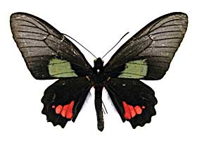 �E�F���g�D���k�X�}�G�����W���R�E�A�Q�n���\