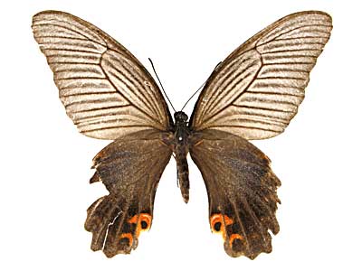 �v���e�m���A�Q�n���\