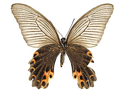 �v���e�m���A�Q�n����