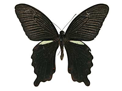 �v���e�m���A�Q�n���\