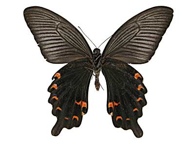 �v���e�m���A�Q�n����