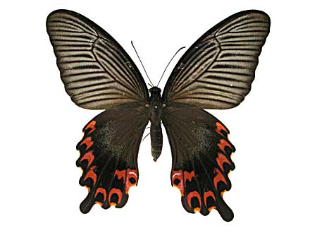 �v���e�m���A�Q�n���\