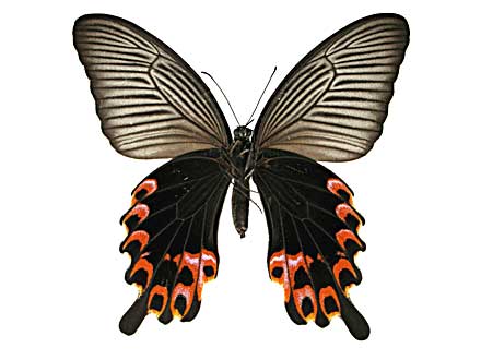 �v���e�m���A�Q�n����