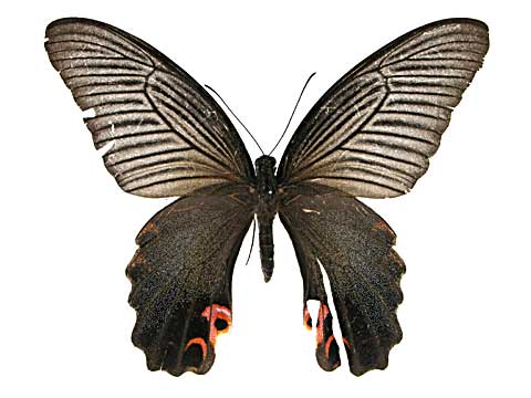 �v���e�m���A�Q�n���\