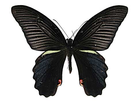 �v���e�m���A�Q�n���\