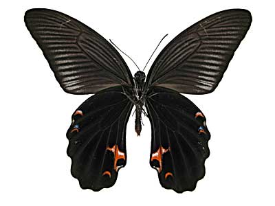 �v���e�m���A�Q�n����