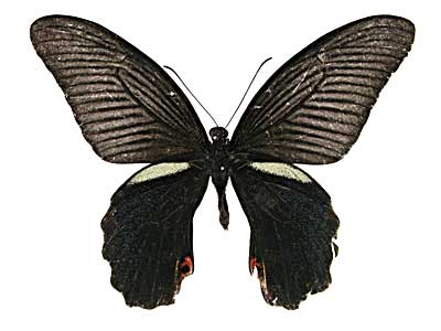 �v���e�m���A�Q�n���\