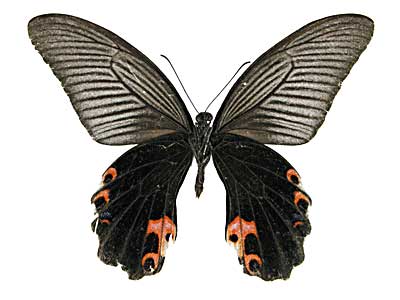 �v���e�m���A�Q�n����