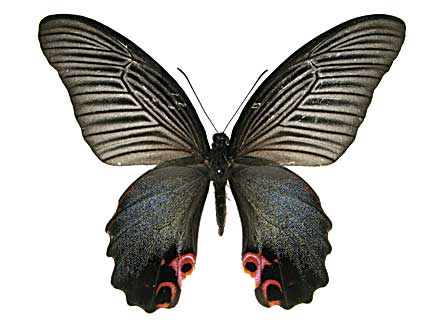 �v���e�m���A�Q�n���\