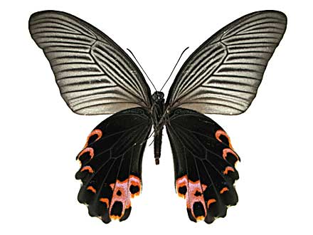 �v���e�m���A�Q�n����