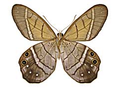 �A�X�e�B�I�P�n�J�}�W���m������