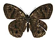 ロリマウラナミジャノメ♀表