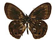 ロリマウラナミジャノメ♂表