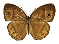 �t�X�J�R�W���m�����\