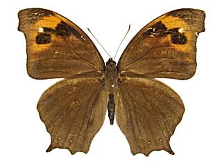 �W�e�j�E�X�R�m�}�`���E���\