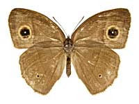 ウィサラコジャノメ♀表