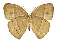 ウィサラコジャノメ♀裏