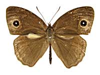 ウィサラコジャノメ♂表