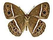 �T���K�C�J�R�W���m������