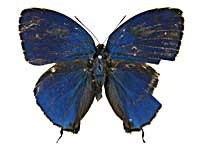 �w�����N�W���N�V�W�~���\