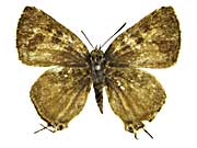 �N���X�^���A�L�}�_�������c�o�����\