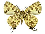 �N���X�^���A�L�}�_�������c�o������