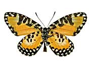 �Z�~���t�@�w���}�_���R�P�V�W�~����