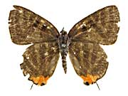 �V���}�L�}�_�������c�o�����\