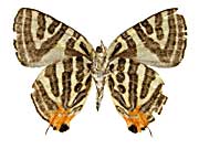 �V���}�L�}�_�������c�o������