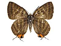 ���q�^�L�}�_�������c�o�����\