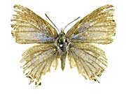 �N���\�}�b���X�x�j�{�V�t�^�I�V�W�~���\