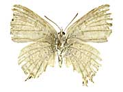 �N���\�}�b���X�x�j�{�V�t�^�I�V�W�~����