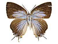 �L���b���X�^�J�l�t�^�I�V�W�~���\