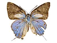 �L���b���X�^�J�l�t�^�I�V�W�~���\