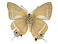 �L���b���X�^�J�l�t�^�I�V�W�~����