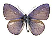 コアリタタッパンルリシジミ♂表