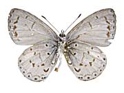 コアリタタッパンルリシジミ♂裏