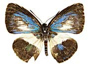 ���b�x�C�N���^�X�L�V�W�~���\