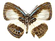 ���b�x�C�N���^�X�L�V�W�~����