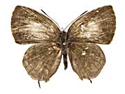 �E�F�b���N���^�L�C�`�S�V�W�~���\