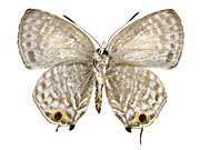 �E�F�b���N���^�L�C�`�S�V�W�~����