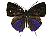 �E�F�b���N���^�L�C�`�S�V�W�~���\