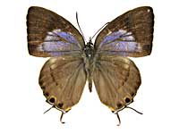 sp1�J���Z�~�t�^�I�V�W�~���\