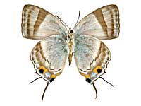 sp1�J���Z�~�t�^�I�V�W�~����