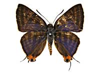 ���q�^�L�}�_�������c�o�����\