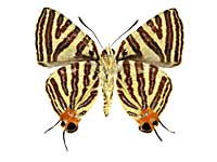 ���q�^�L�}�_�������c�o������