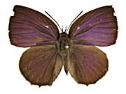 �E�B�����i�}���o�l�����T�L�V�W�~���\