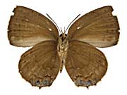 �E�B�����i�}���o�l�����T�L�V�W�~����