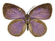 �C�m���i�^�����T�L�V�W�~���\